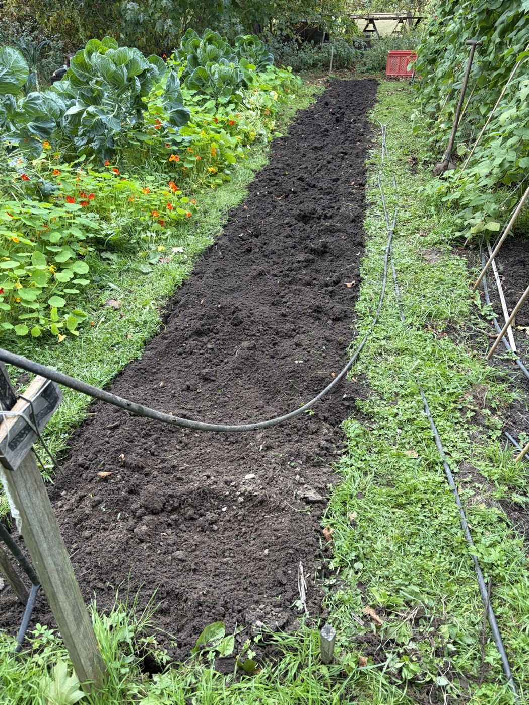 A freshly prepared bed between Brussels sprouts, nasturtiums and climbing beans